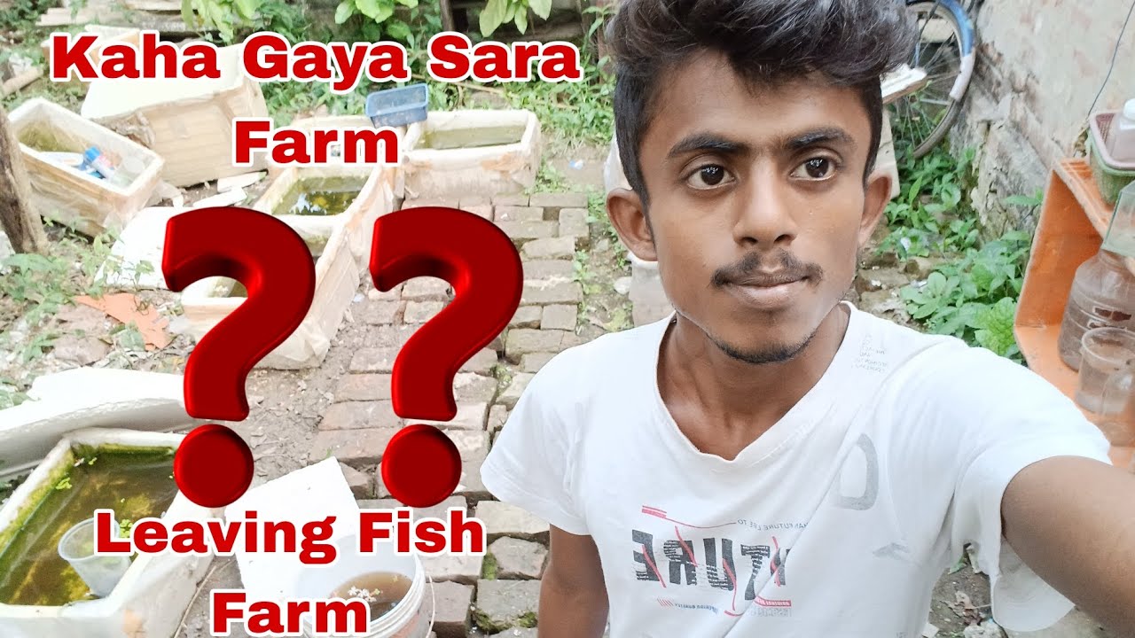 I'm leaving Fish Farm 😔 Guppy Farm in India 🇮🇳 Guppy & Betta Fish