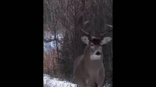 300 magnum Blows deer on feet
