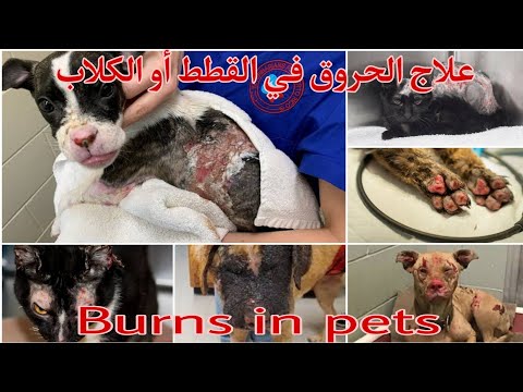 علاج الحروق في القطط والكلاب ...Burns in pets