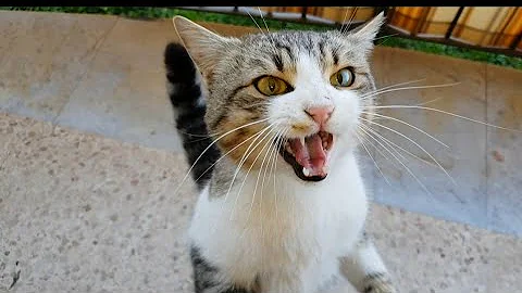Cosa significa quando piange un gatto?
