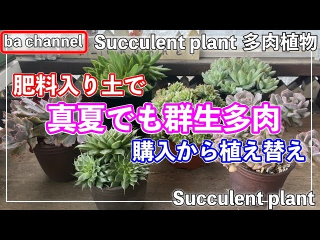 444{多肉植物} 真夏でも元気な群生株🍉購入から植え替え→現在【多肉と