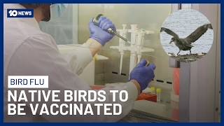 Endangered Bird Species Set To Be Vaccinated Against H5 Bird Flu | 10 News