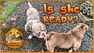 When To Breed Your Exotic Micro Bully (PG) Progesterone Test ❗️