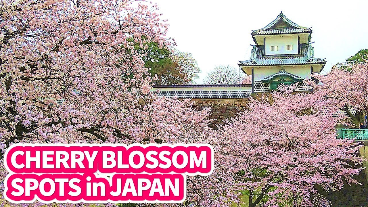 [Kanazawa Japan] Best Cherry Blossom Spots - Japan's most beautiful garden - Sakura