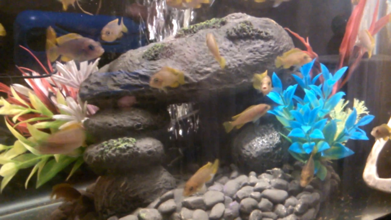 FLUVAL U4 YouTube