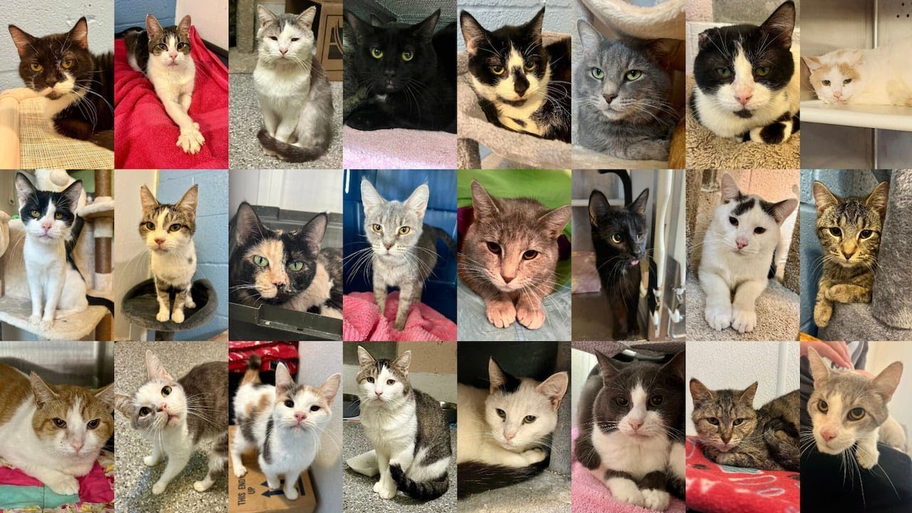 50+ cats surrendered to Medina County SPCA from single home now up for adoption