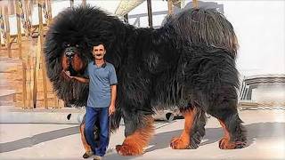 É por isso que este cão é ilegal na maioria dos países.