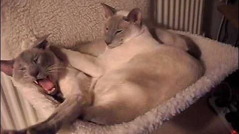 Watch the video about Radiator beds are sooooo good say the siamese cats