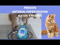 PRESION ARTERIAL//HIPERTENSION EN  GATOS Y PERROS
