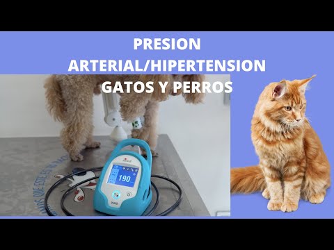 Video: Captopril - Lista De Medicamentos Y Recetas Para Mascotas, Perros Y Gatos