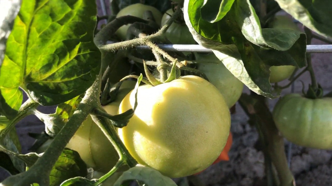 How To Produce a Lot of Tomatoes? Does pruning help high Tomato Yields
