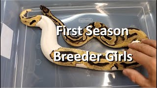 Ball Python - First Breeding Season