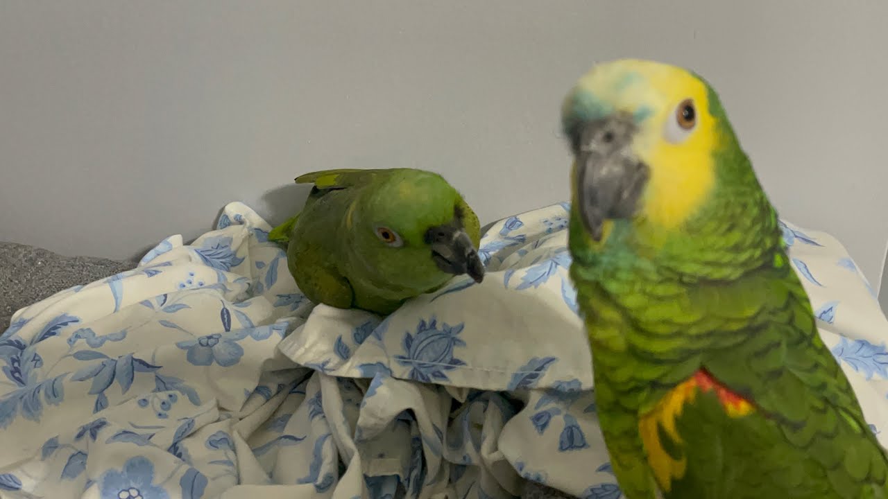 No creerás como Vicky ataco a Keity porq no quiere que toque a Jaco/loro celoso/perdimos a Vicky