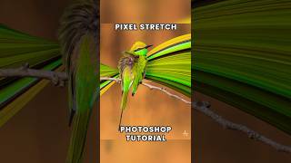 Pixel Stretch Effect Photoshop Tutorial #pixelstretch #photoshop #tutorial #birds #photography