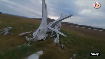 Whale graveyard - Huge bones filmed in dramatic drone shots over Russia