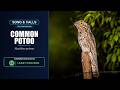 Common Potoo Song &amp; Calls | Nyctibius griseus | Spectrogram