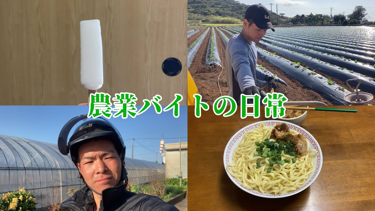 農業バイトvlog｜25歳男、離島で暮らす