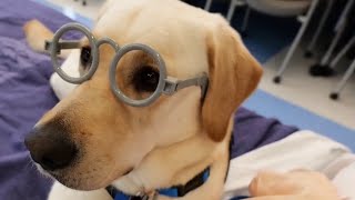Facility dogs at Children's Memorial Hermann give young patients a reason to smile
