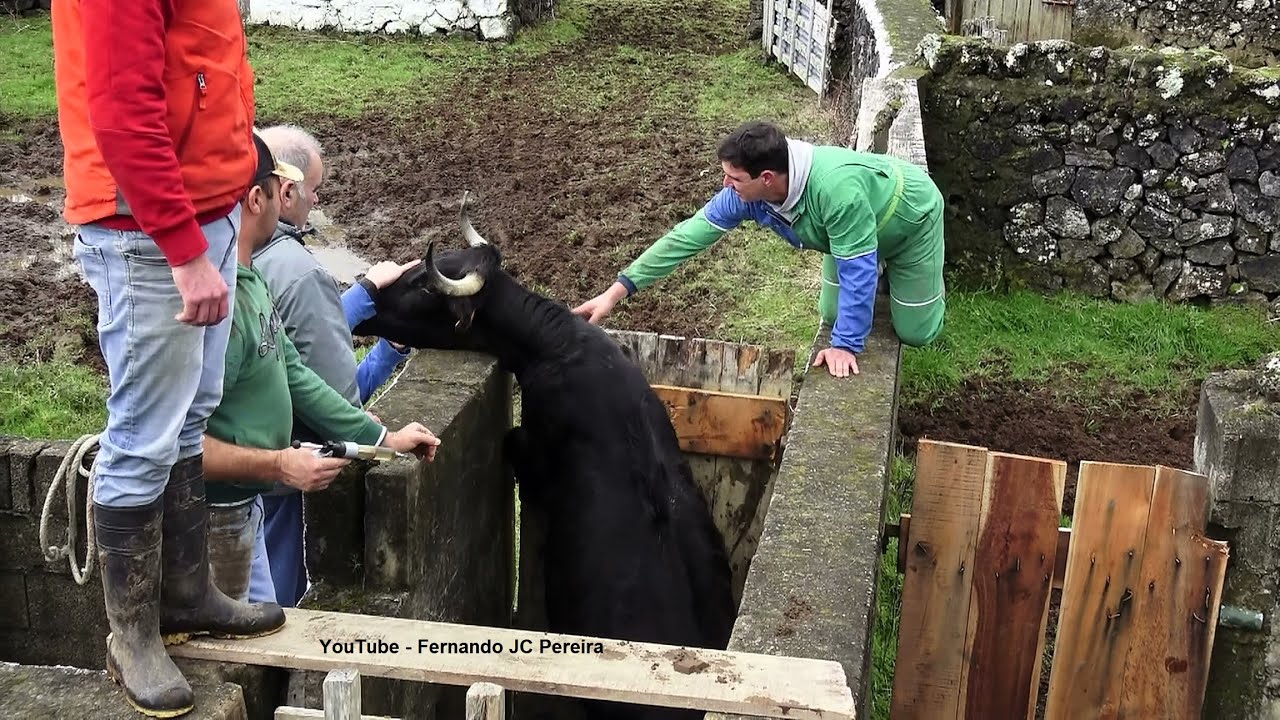 JAF - Run Away From Those Cows - Fujam Das Vacas Bravas Do Pico Do Carvão - Ilha Terceira - Açores