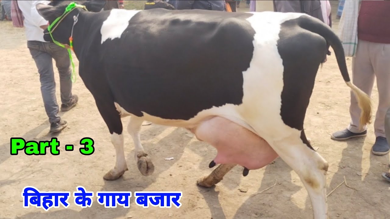 गाय का रेट बहुत अधिक हो गया बिहार के मधौल पशु मंडी में किसान भाईयों. #cow #gay #hfcow #bestcowmarket