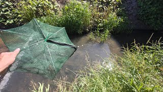 川に罠を大量投入して絶滅寸前の魚を探す