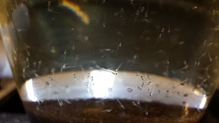 Pikeperch eggs hatching