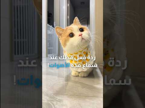 رد فعل قطك عند سماع هذه الأصوات 