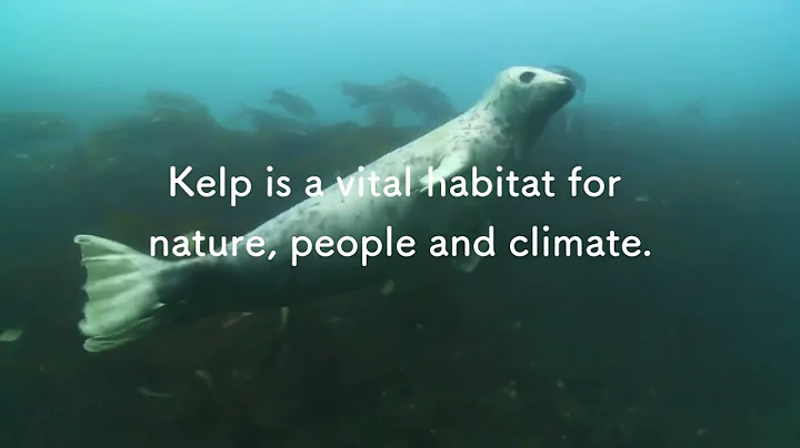 Sussex Kelp Recovery Project