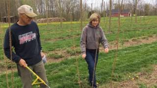 Hop growers set trellises