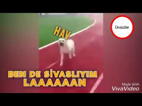 Saldıran kangal köpeğine ben de Sivas'lıyım diyen adam - komik kısa videolar izle 2019 yeni