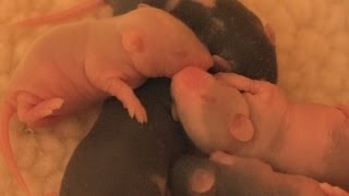 Bellas Litter - 7 days old @CreekValleyCritters