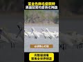 【精選】全球過半黑琵都在臺灣！從瀕危288隻到7000隻 亞洲最成功保育史！牠們跨越3000公里，在這談一場浪漫「吻頸之愛」｜聚焦全世界｜舒夢蘭