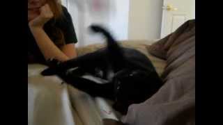funny cat has a spaz attack!!! (Ramona Lisa)
