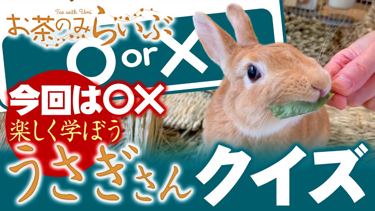 【まるうさぎです】５点 maxresdefault.jpg