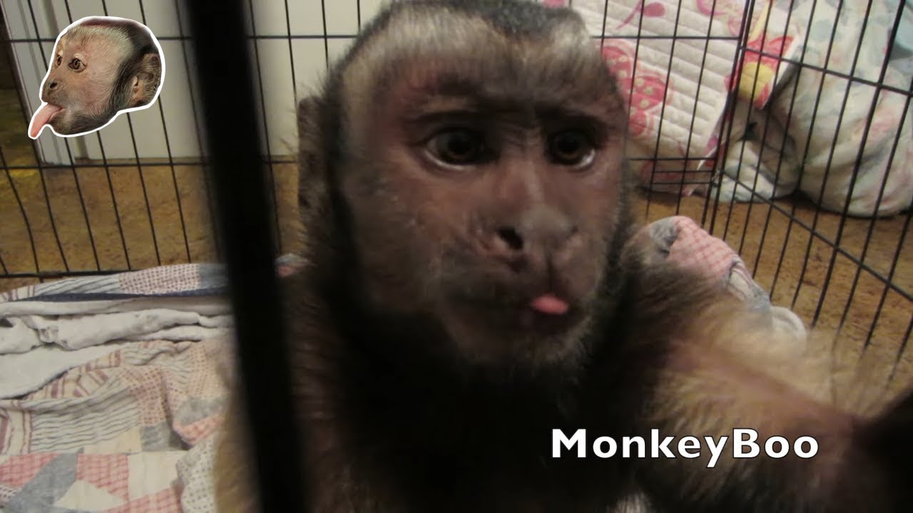 Capuchin Monkey Kisses