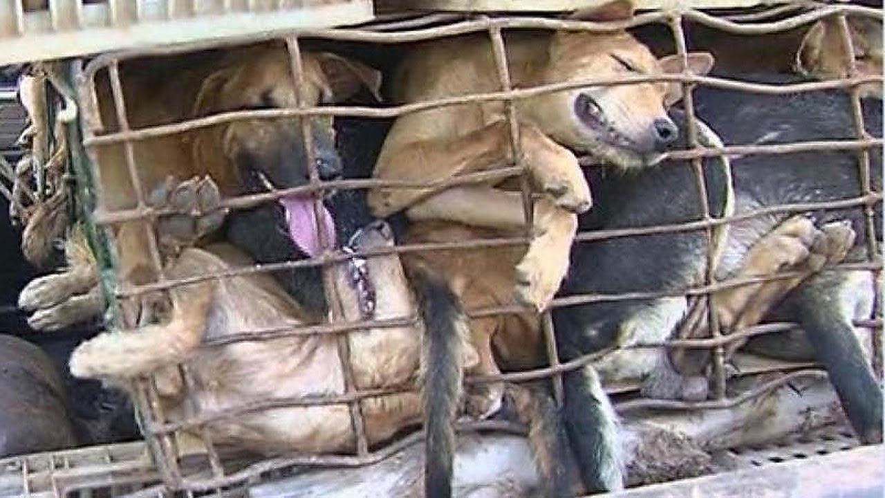 Rescue 2 Poor Dogs From a Slaughterhouse Will Make Warm Your Heart By