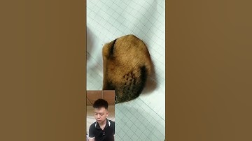 Hướng dẫn vẽ chó 🐶