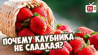 видео Сорта красной смородины: новые десертные!