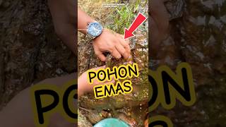 Mining Gold From Tree Roots  Gold Growing Tree Mystery gold