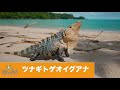 ツナギトゲオイグアナ Common Spiny-tailed Iguana【コスタリカ】