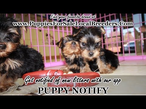 local yorkie puppies for sale