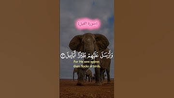 {سورة الفيل}  #trending #اكسبلور #اللهم_صل_وسلم_على_نبينا_محمد #المصحف #تيك_توك #لايك #trending