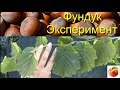 Эксперимент Фундук Что будет если посадить в Сибири Орех Experiment Hazelnut