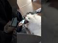 携帯に嫉妬する犬が可愛すぎたw #サモエド #dog #犬