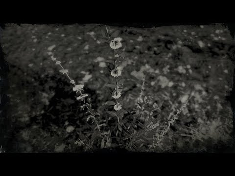 Wild Mint Plant Location - Red Dead Redemption 2 (RDR2 Herbs) - YouTube