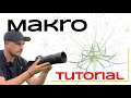 Naturfotografie Tutorial für schlechtes Wetter +- Bildbearbeitung I Makrofotografie der Wilden Möhre