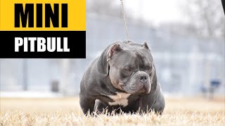 MINI PITBULL DOG? 💥 AMERICAN POCKET BULLY | MICRO but VERY MUSCULAR EXOTIC BULLY | FACTS by Detective Dog 32,875 views 4 years ago 3 minutes, 18 seconds