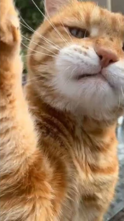 kucing oren nih bos sengol dong