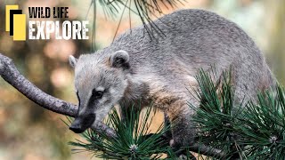 The Curious Case of the Coati | Rainforest Rascal with a Sniffing Superpower