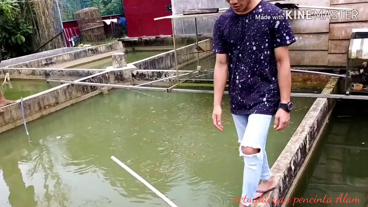  Kolam IKAN Besar  di Nisel sekilas YouTube